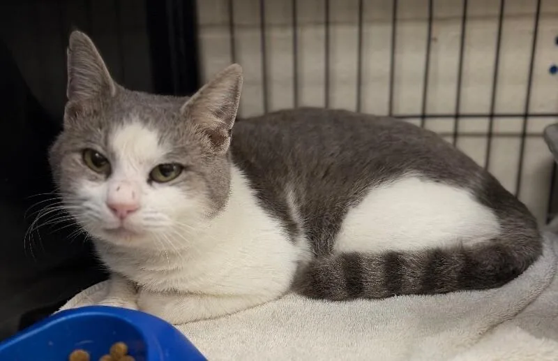 An adult medium-sized male Gray / Blue / Silver Domestic Short Hair cat named Unknown for adoption in Burgaw, NC