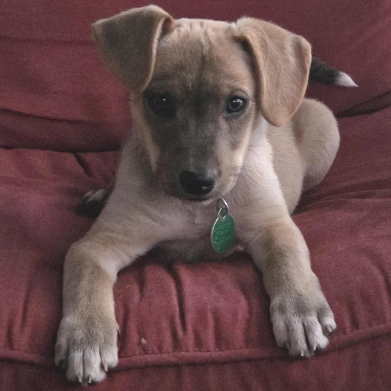 A baby small-sized female Yellow / Tan / Blond / Fawn Mixed Breed dog named Cinnabon for adoption in Buffalo, MN