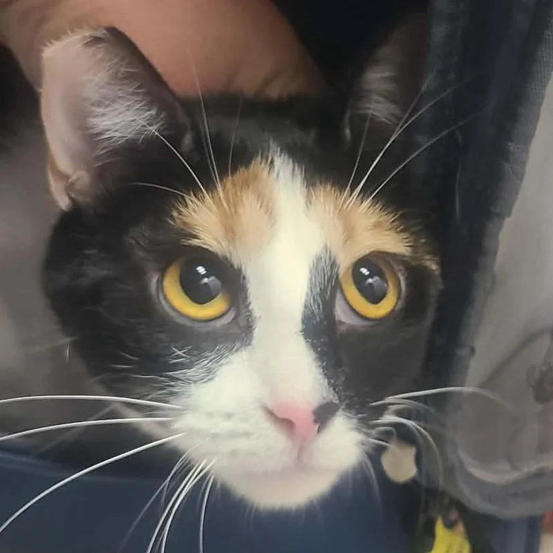 A young small-sized female Calico Domestic Short Hair cat named Sabrina for adoption in Hemet, CA