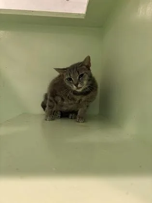 A young medium-sized female Tabby (Gray / Blue / Silver) Domestic Short Hair cat named Peach for adoption in Charleston, SC