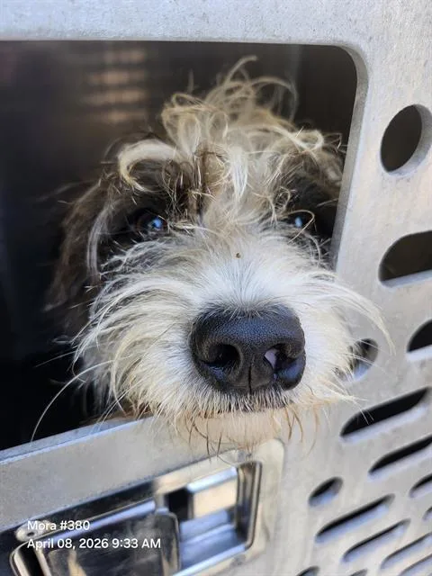 A young small-sized male Parson Russell Terrier dog named Cotton for adoption in San Antonio, TX