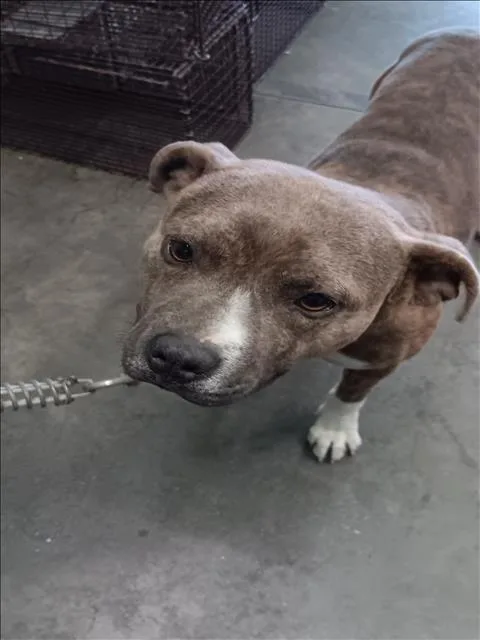 A young large-sized male Pit Bull Terrier dog named Tigre for adoption in Los Angeles, CA