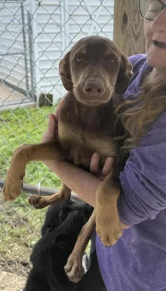 A baby large-sized female Labrador Retriever dog named Corbo  Liberty for adoption in Broomfield, CO