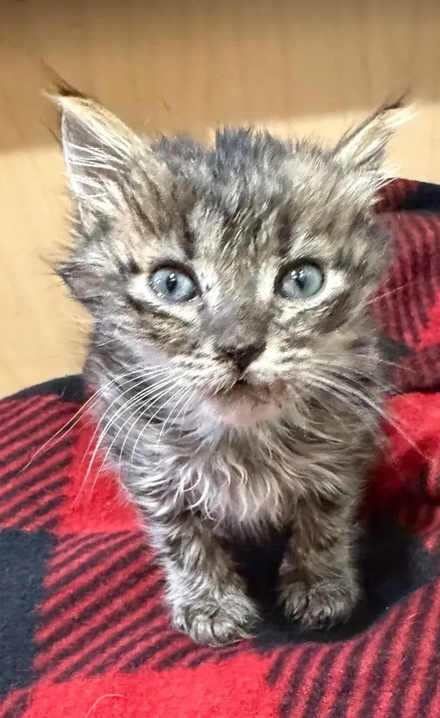 A baby small-sized female Domestic Short Hair cat named Rosie Posie for adoption in Newnan, GA