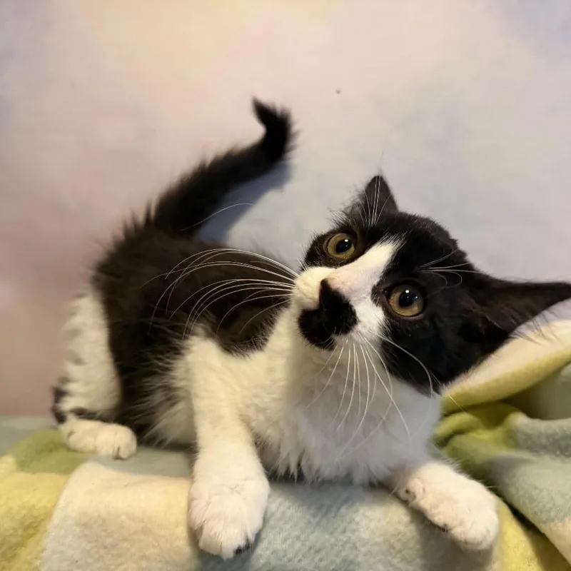 A baby small-sized female Black Domestic Medium Hair cat named Rhea for adoption in Fredericksburg, VA