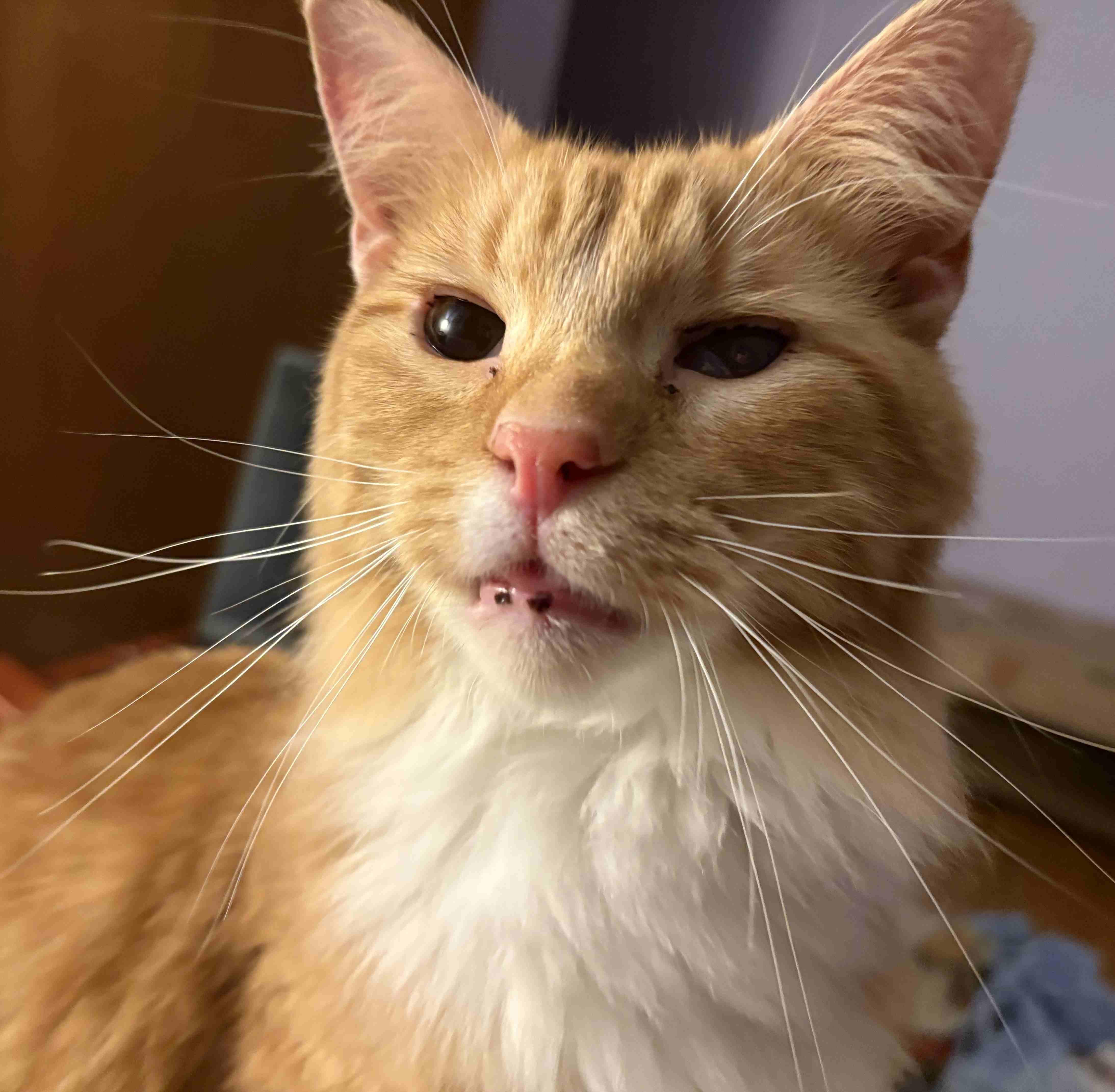 An adult large-sized male Domestic Short Hair cat named Angelo Pr for adoption in Burlington, VT