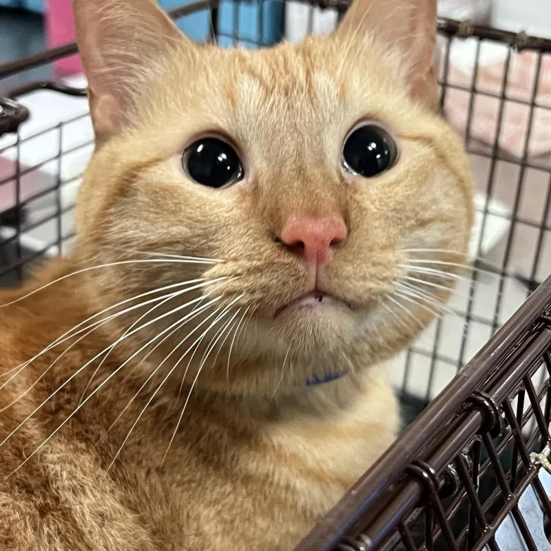 An adult large-sized male Orange / Red Domestic Short Hair cat named Orangee for adoption in Chicago, IL