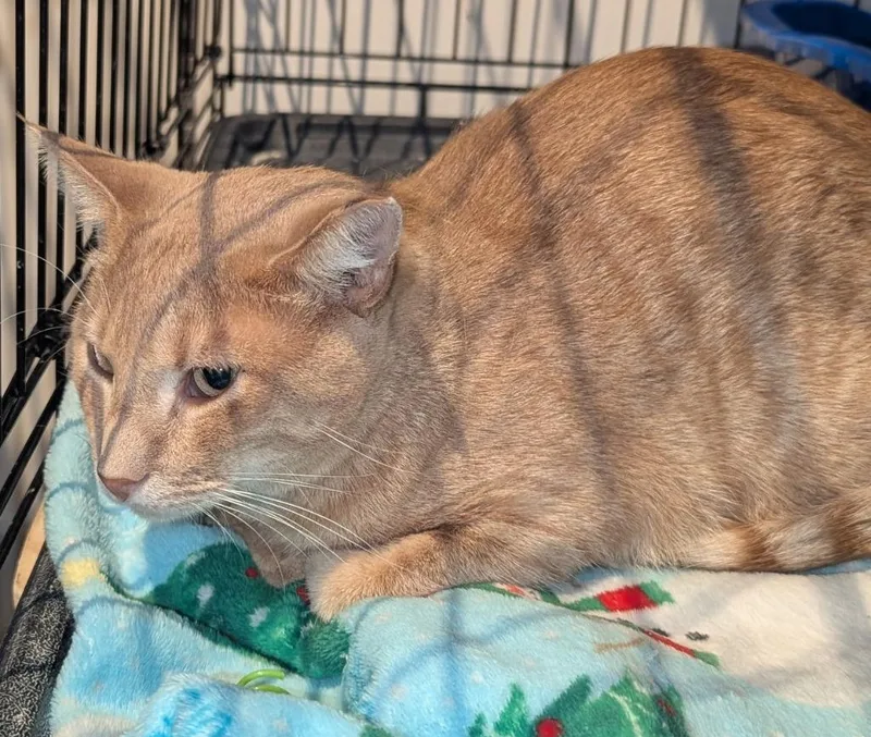A young medium-sized male Domestic Short Hair cat named Buffy for adoption in St. Cloud, MN