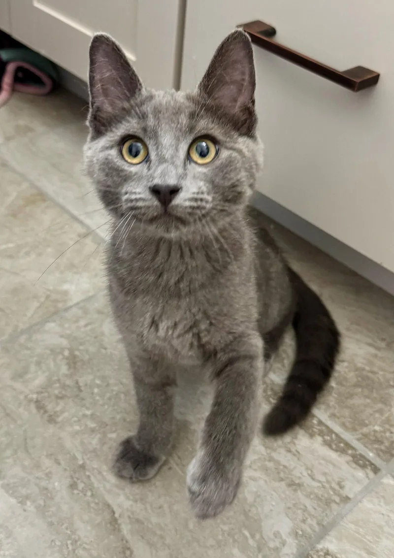 A baby medium-sized male Gray / Blue / Silver Domestic Short Hair cat named Ekko for adoption in Walled Lake, MI