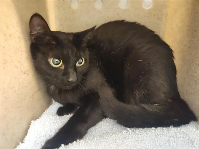 A young medium-sized female Domestic Short Hair cat named Alanis for adoption in Kent, WA