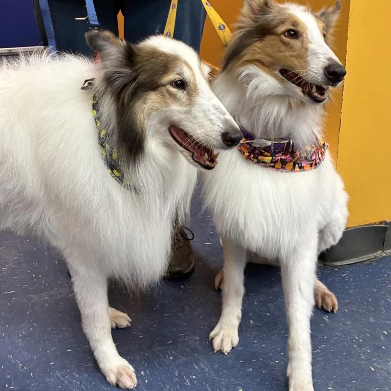 An adult large-sized female White / Cream Collie dog named Sky for adoption in Waynesburg, PA