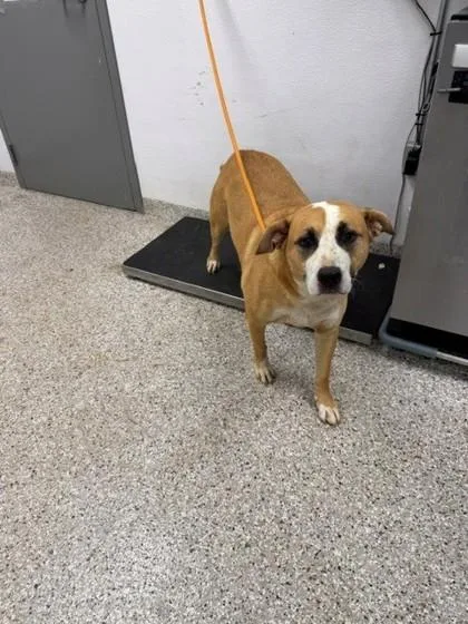 An adult medium-sized male Pit Bull Terrier dog named Hercules for adoption in Gastonia, NC