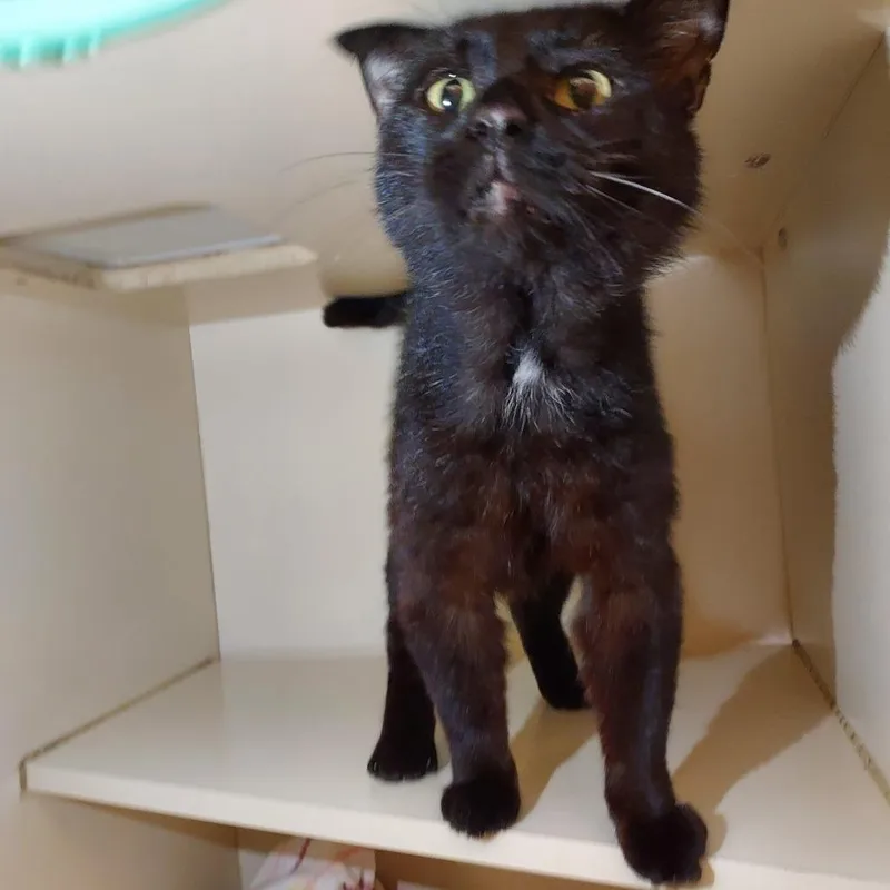 An adult large-sized male Black Domestic Short Hair cat named Arnie for adoption in Dayton, OH