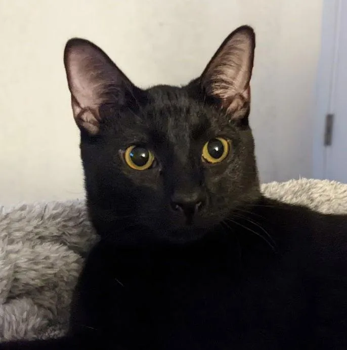 Indy Copperpennyeyes thumbnail 2