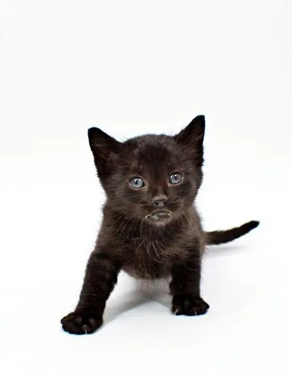 A baby small-sized male Domestic Short Hair cat named Myth for adoption in Morton Grove, IL