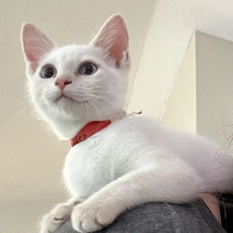 A baby medium-sized male Flame Point Siamese cat named Laurence  So Handsome for adoption in Hoquiam, WA
