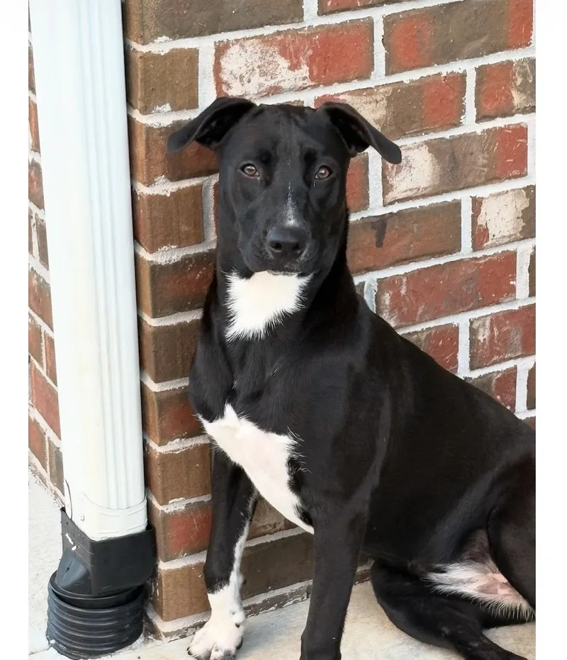 A baby medium-sized female Black Labrador Retriever dog named Rhubarb for adoption in Pensacola, FL