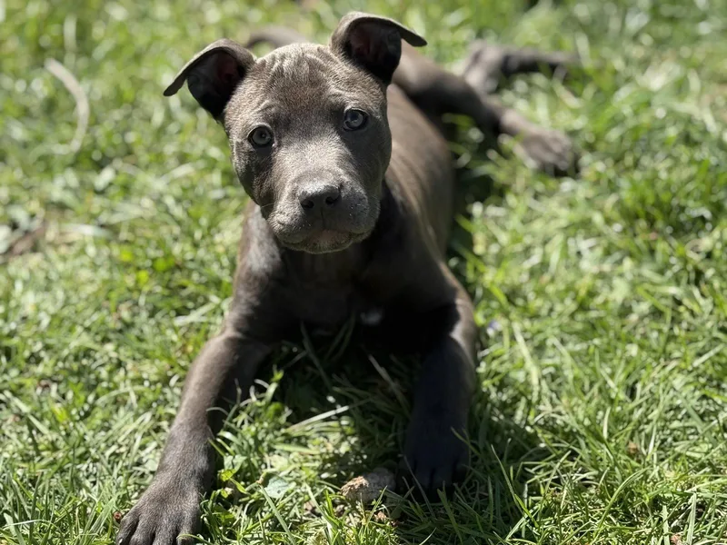 A baby large-sized female Pit Bull Terrier dog named Maddie for adoption in Fenton, MO