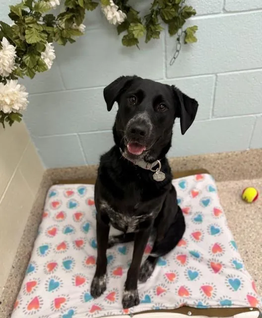 A young large-sized female Australian Cattle Dog / Blue Heeler dog named Tilly for adoption in Brighton, CO