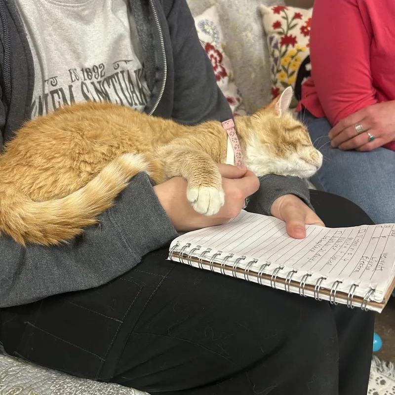 A young medium-sized male Orange / Red Domestic Short Hair cat named Prince for adoption in Flagstaff, AZ