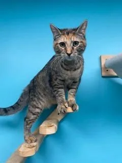 A young small-sized female Domestic Short Hair cat named Batman for adoption in Effingham, IL