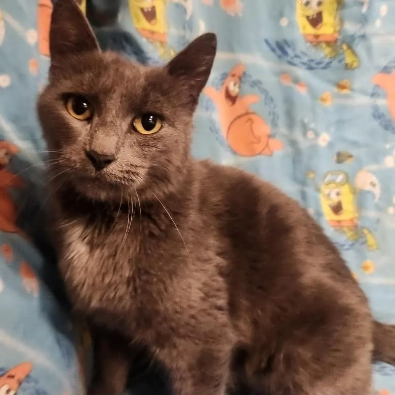 A young medium-sized female Gray / Blue / Silver Exotic Shorthair cat named Rebel for adoption in Maple Shade, NJ