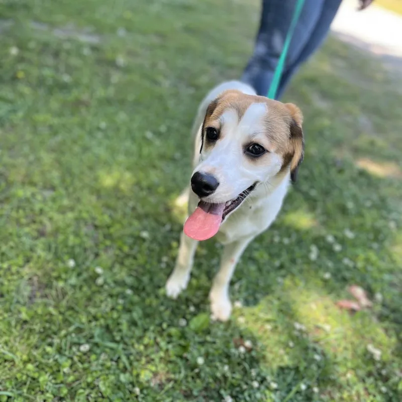 An adult small-sized female White / Cream Beagle dog named Ruby for adoption in Clanton, AL