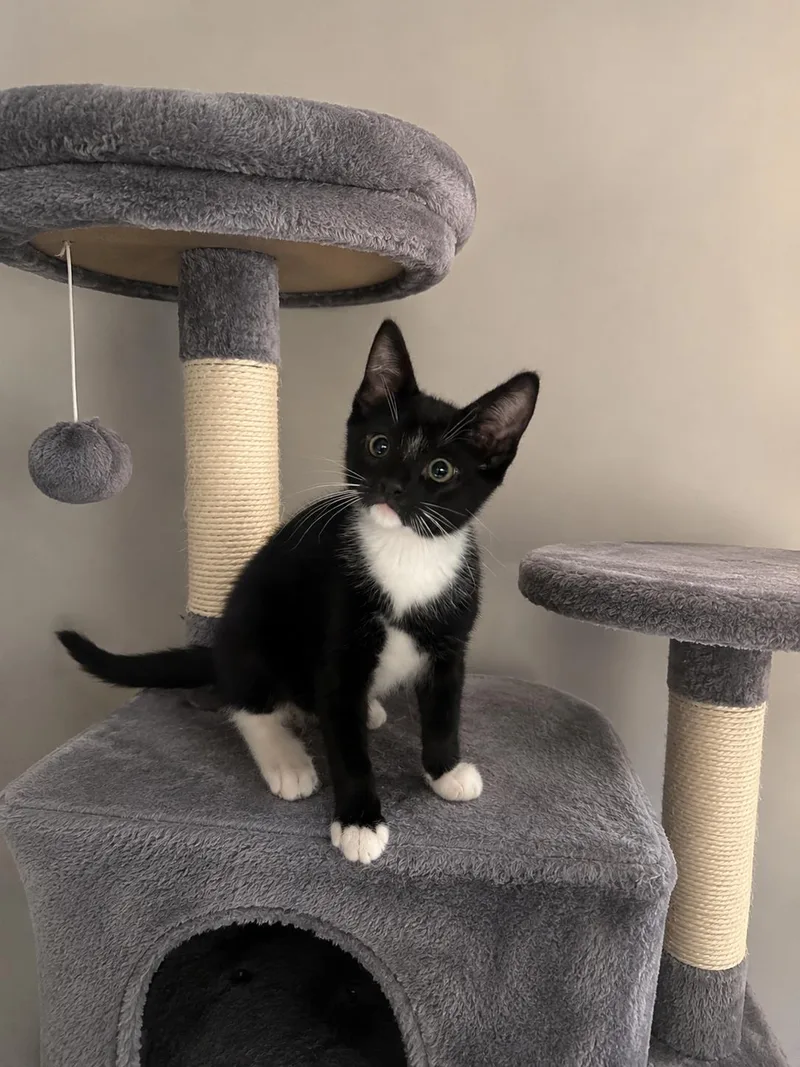 A baby small-sized male Domestic Short Hair cat named Orion for adoption in Rio Linda, CA