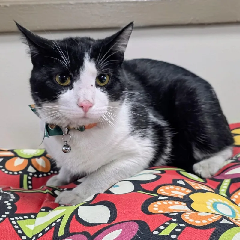 A young large-sized male Domestic Short Hair cat named Jersey for adoption in New Manchester, WV