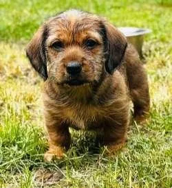 A baby medium-sized male Dachshund dog named Gary And Greg for adoption in Sudbury, MA