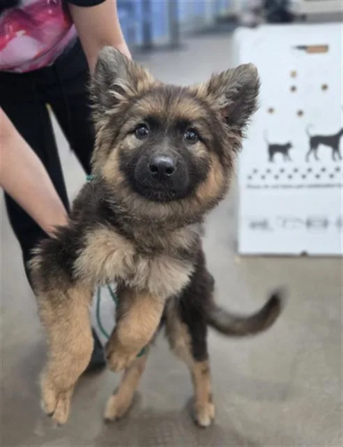 A baby medium-sized female Mixed Breed dog named Koda for adoption in Dallas, TX