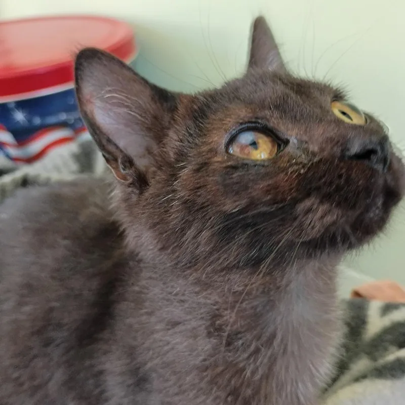 A young small-sized female Domestic Short Hair cat named Allison for adoption in Cincinnati, OH