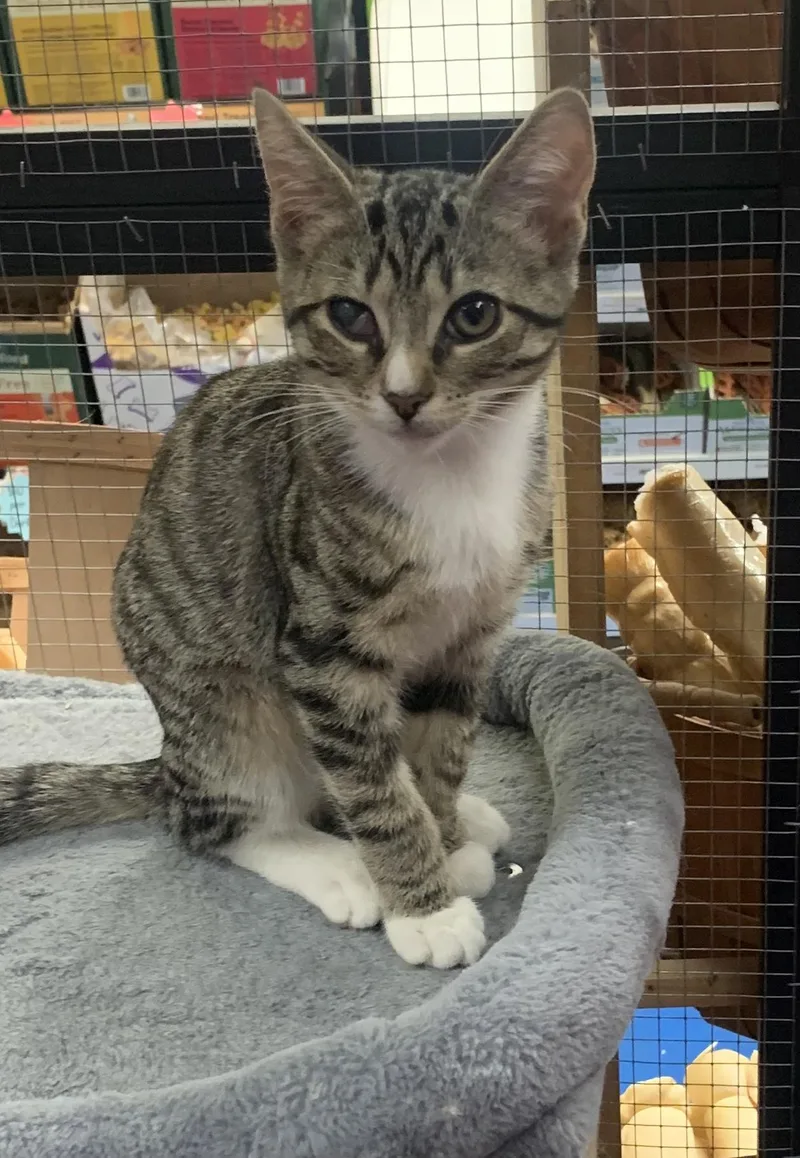 A baby medium-sized male Tabby (Brown / Chocolate) Domestic Medium Hair cat named Tyler and Tootsie for adoption in Mechanicsburg, PA
