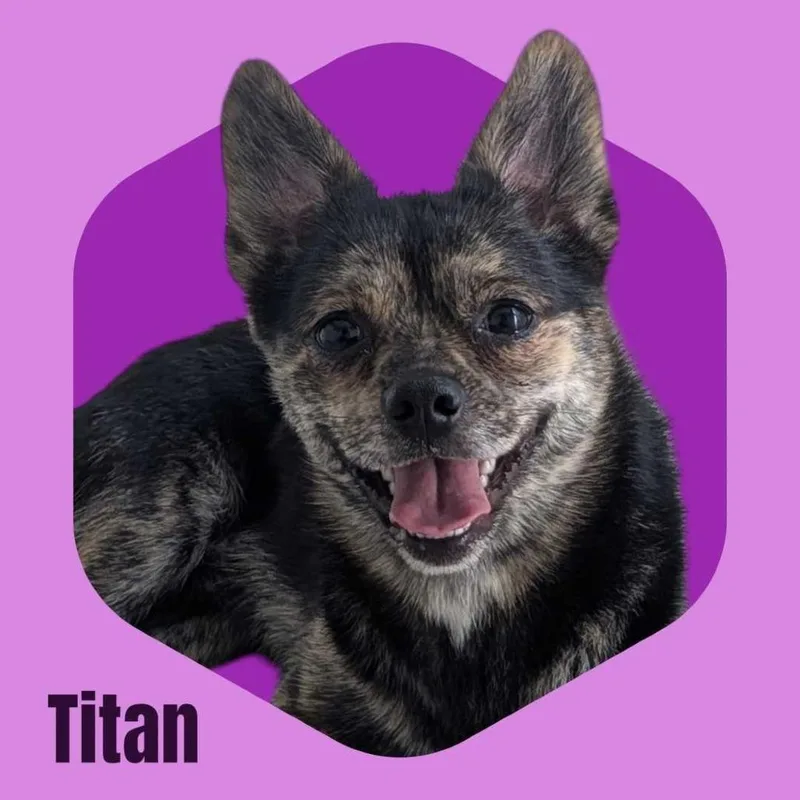 An adult small-sized male Chihuahua dog named Titan for adoption in Concord, NH