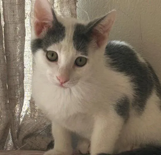A baby small-sized female Domestic Short Hair cat named Ella for adoption in Naples, FL