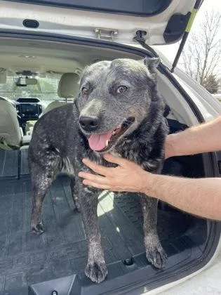 An adult medium-sized male Australian Cattle Dog / Blue Heeler dog named Banjo for adoption in Columbus, IN