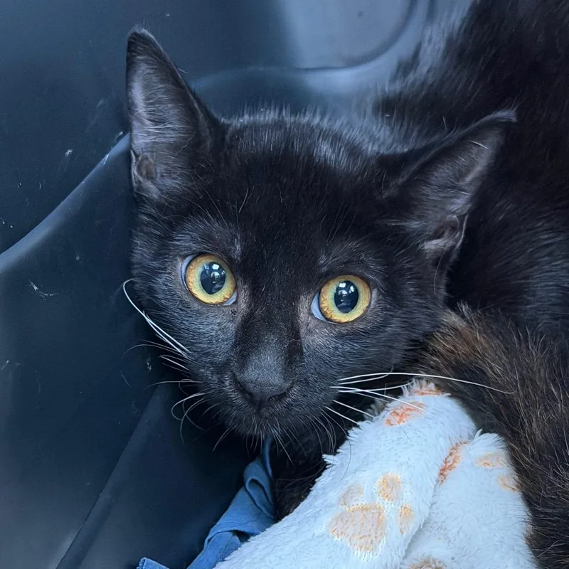 A baby small-sized female Domestic Short Hair cat named Rita Hayworth for adoption in Gainesville, FL