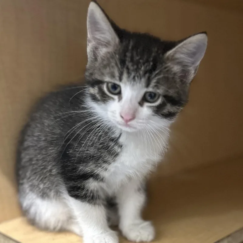 A baby small-sized female Brown / Chocolate Domestic Short Hair cat named Blink for adoption in Washington Township, OH