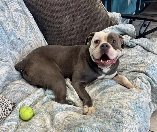 A young large-sized male English Bulldog dog named Lucas for adoption in Kalamazoo, MI