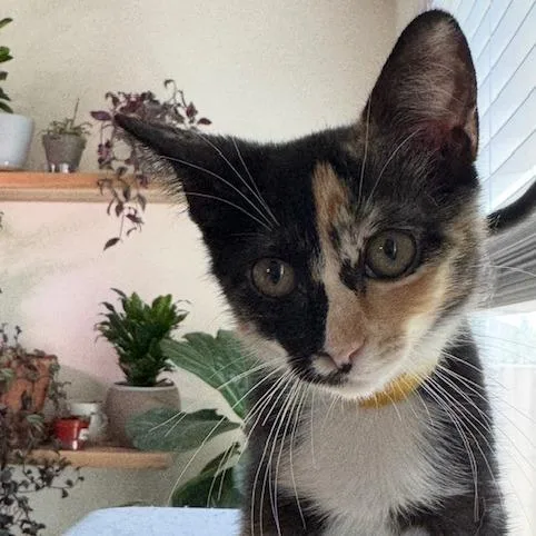 A baby small-sized female Calico Domestic Short Hair cat named Sedona for adoption in Las Vegas, NV