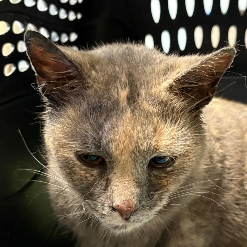 A young medium-sized female Tortoiseshell Domestic Short Hair cat named Mama Solo for adoption in Mount Juliet, TN