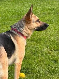 A young large-sized female German Shepherd Dog dog named Nova for adoption in Elgin, IL