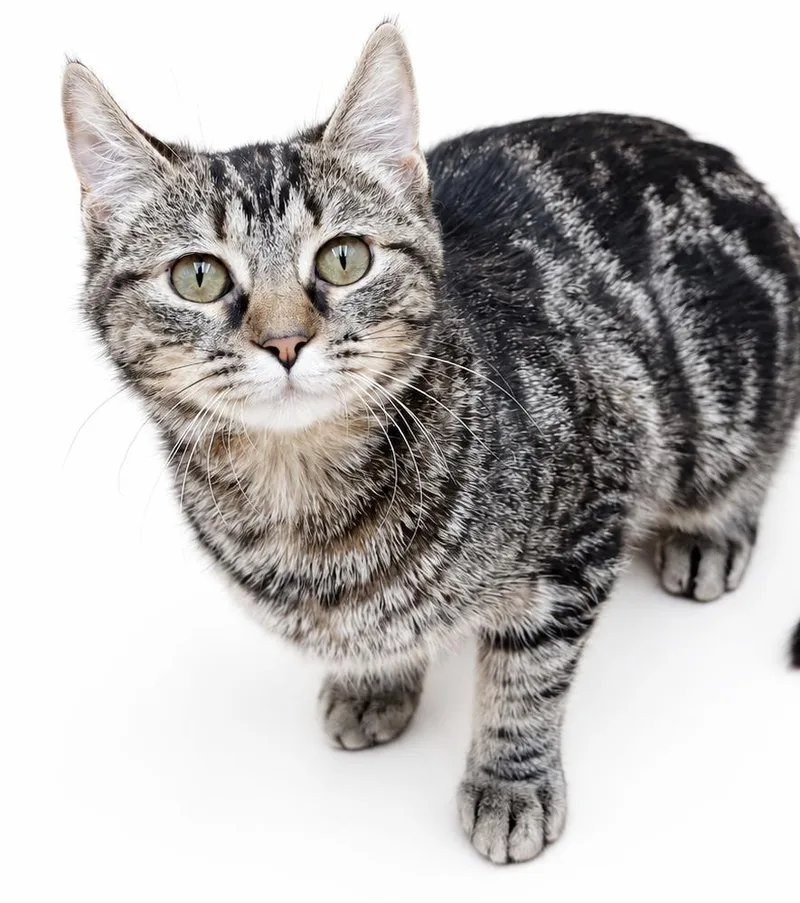 A baby small-sized female Tabby (Tiger Striped) Bengal cat named Millie is a mushball for adoption in Bedford Hills, NY