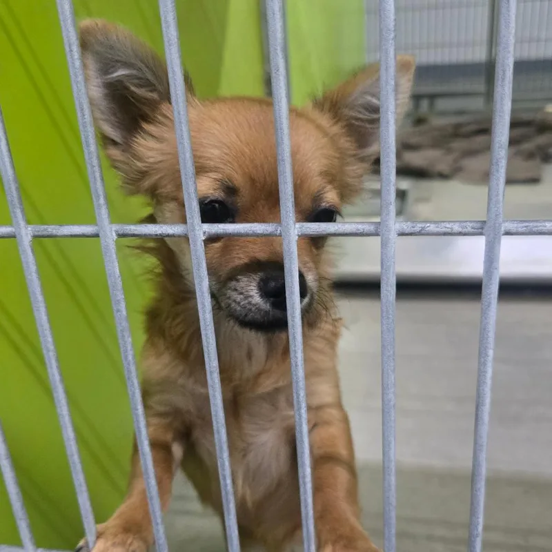 A young small-sized female Chihuahua dog named Bea for adoption in San Jacinto, CA