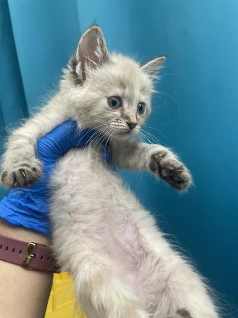 A baby small-sized female Domestic Short Hair cat named Jess for adoption in Las Vegas, NV