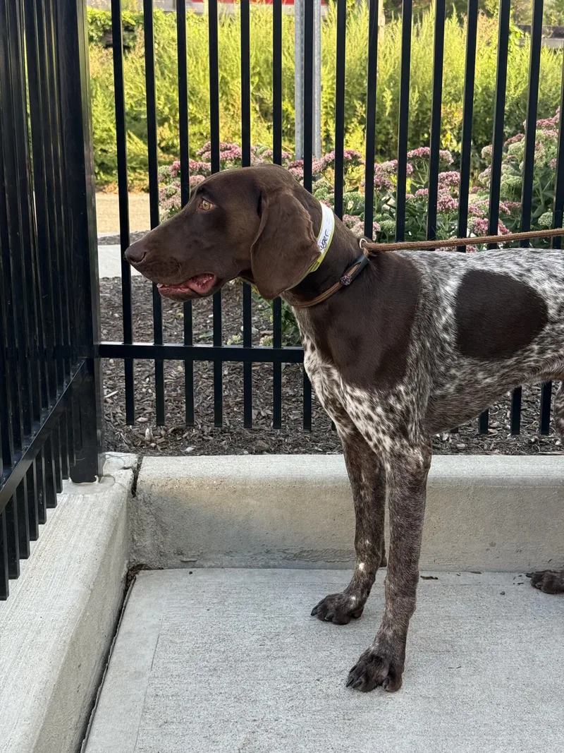 Remington