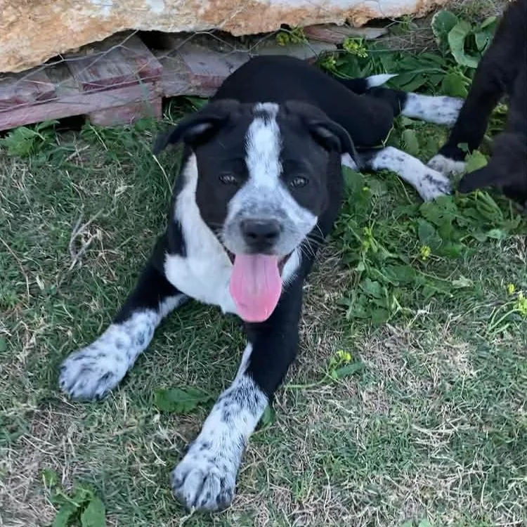 A baby medium-sized female Black Terrier dog named Halo for adoption in San Antonio, TX