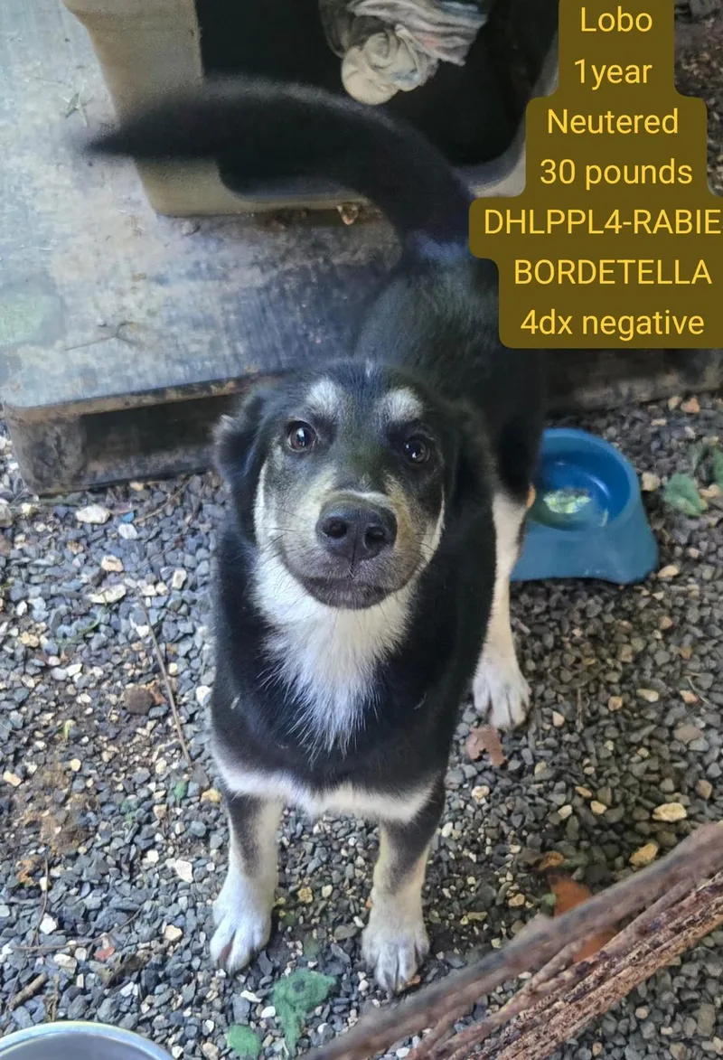 An adult medium-sized male Shepherd dog named Lobo for adoption in Virginia Beach, VA