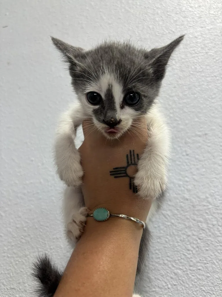 A baby small-sized female Domestic Short Hair cat named Mirage for adoption in Moriarty, NM