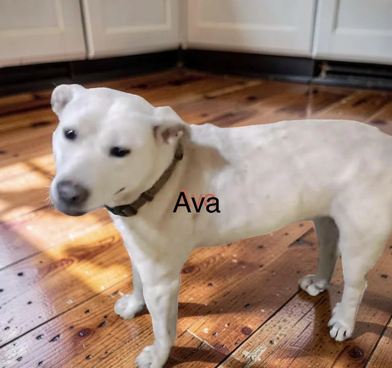 Ava thumbnail 2
